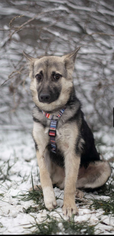 Собаки в Москве: Финик Мальчик, Бесплатно - фото 2