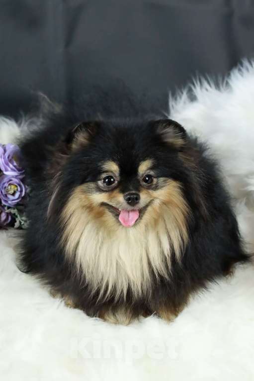 Собаки в Москве: Продаётся очаровательная  малышка - шпиц Девочка, 100 000 руб. - фото 5