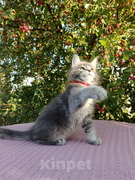 Кошки в Ярославле: Котёнок Мейн кун Девочка, 60 000 руб. - фото 4