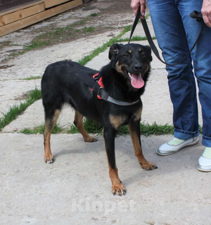 Собаки в Москве: Альма ищет свою любимую семью Девочка, 100 руб. - фото 4