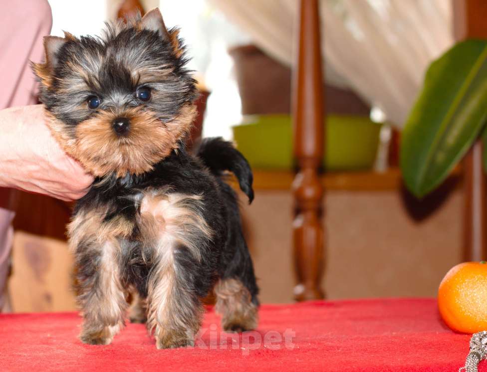 Собаки в Пушкино: Маленький озорник ищет мампап. Мальчик, 50 000 руб. - фото 3