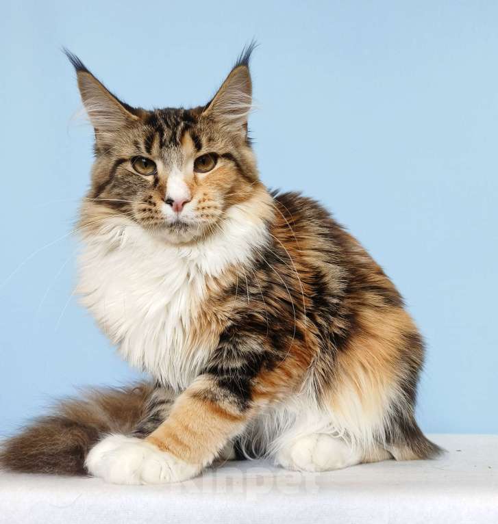 Кошки в Москве: Котята Мейн-Кун от Чемпионов Девочка Девочка, 37 000 руб. - фото 6