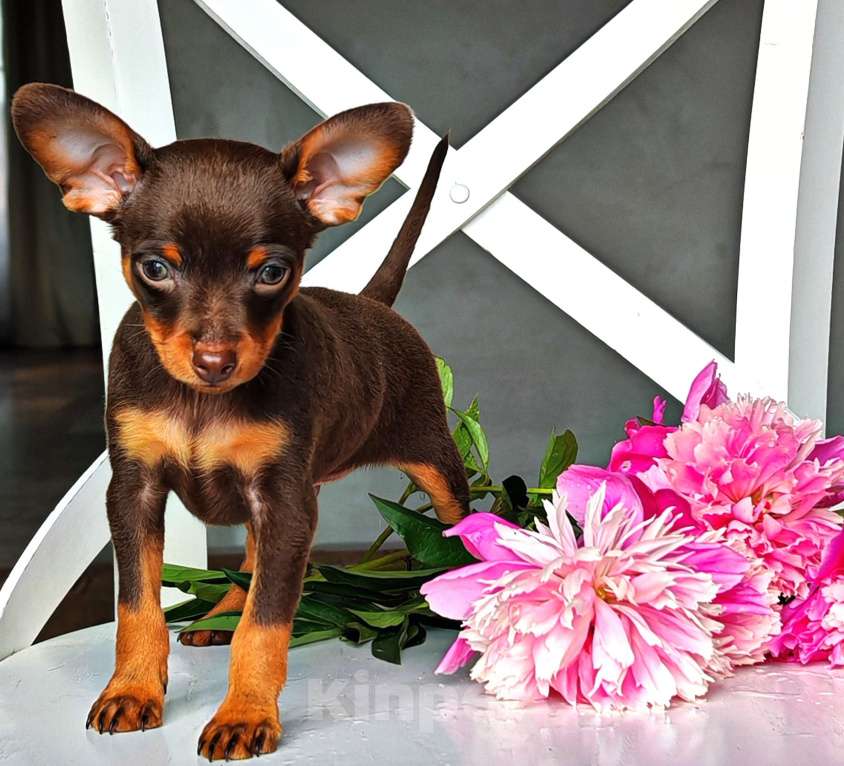 Собаки в Москве: Пражский крысарик Мальчик, 80 000 руб. - фото 2