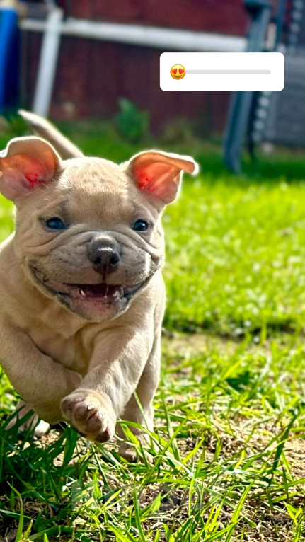 Собаки в Москве: Мальчик Американского булли Мальчик, 130 000 руб. - фото 3