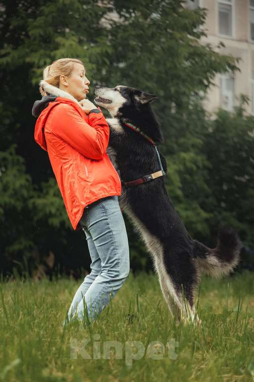 Собаки в Москве: Джой ждет свою семью Мальчик, Бесплатно - фото 7