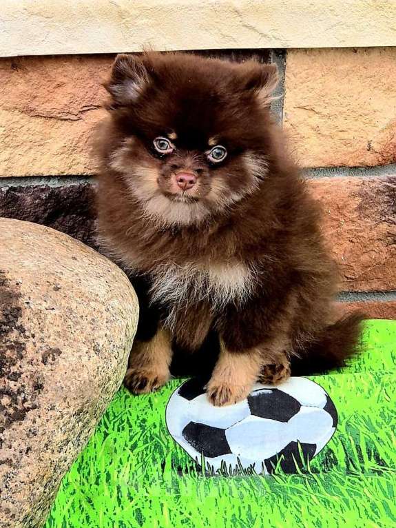 Собаки в других городах Московской области: Померанский шпиц коричнево-подпалый Мальчик, 30 000 руб. - фото 4