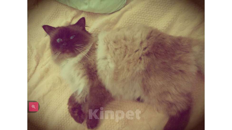 Кошки в Краснодаре: Кот Невской маскарадной породы вязка Мальчик, 5 000 руб. - фото 3