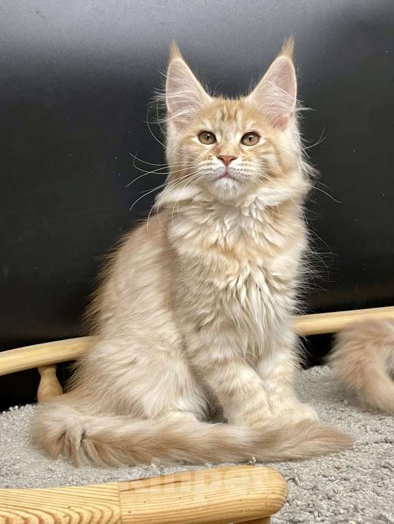 Кошки в Санкт-Петербурге: Очаровательная кошечка Мейн Кун Девочка, 50 000 руб. - фото 3