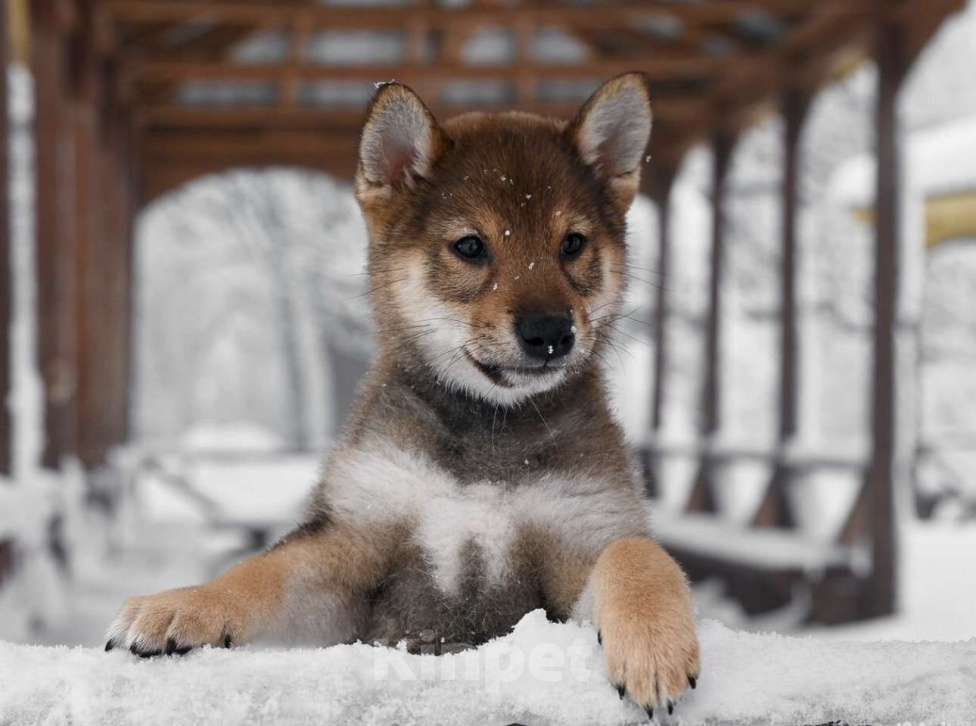 Собаки в Москве: Сиба ину питомник FUDZISAN Мальчик, 120 000 руб. - фото 8