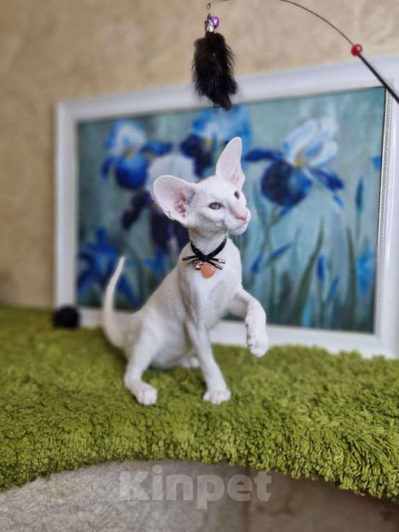 Кошки в Москве: Белые синеглазые ориентальные котята Мальчик, Бесплатно - фото 1