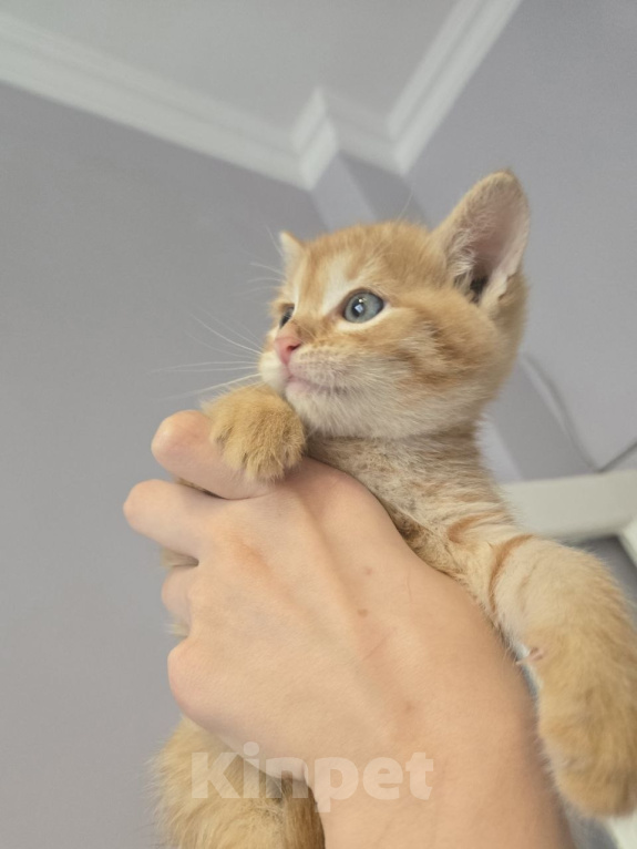 Кошки в Москве: Котенок Морс ищет дом Мальчик, Бесплатно - фото 3