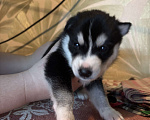 Собаки в Ярославле: Хаски щенки  Мальчик, 7 500 руб. - фото 6
