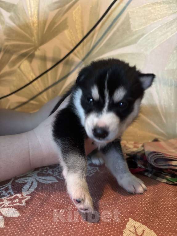 Собаки в Ярославле: Хаски щенки  Мальчик, 7 500 руб. - фото 6