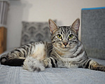 Кошки в Москве: Кот Юлик ищет дом Мальчик, Бесплатно - фото 2