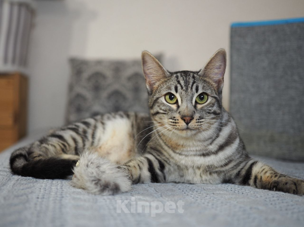 Кошки в Москве: Кот Юлик ищет дом Мальчик, Бесплатно - фото 2