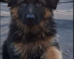 Собаки в Иркутске: Немецкая овчарка длинношерстная Мальчик, 50 000 руб. - фото 5
