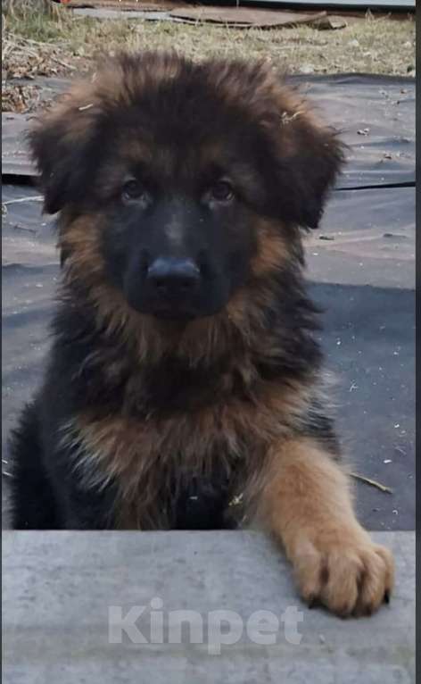 Собаки в Иркутске: Немецкая овчарка длинношерстная Мальчик, 50 000 руб. - фото 5