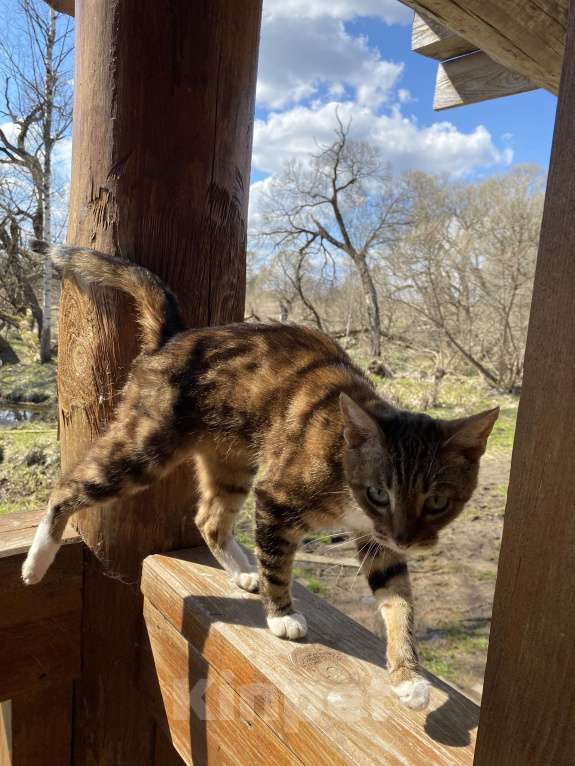 Кошки в Москве: Кошка , почти бенгал) Девочка, Бесплатно - фото 10