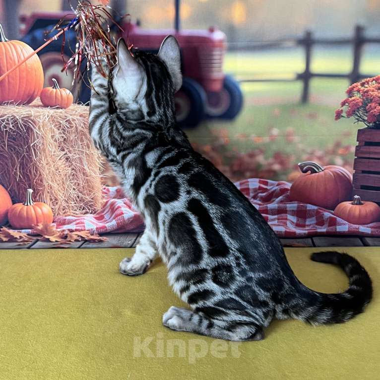 Кошки в Москве: Бенгальские котята серебро с родословной  Мальчик, Бесплатно - фото 9