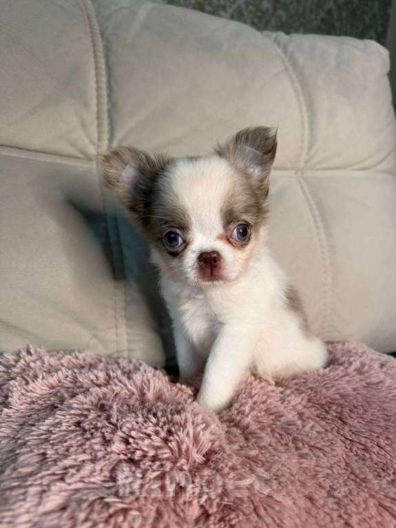 Собаки в Воронеже: Лиловый с белым дш мальчик  Мальчик, Бесплатно - фото 5