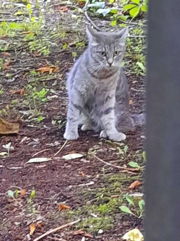 Кошки в Москве: Кошке Дымке (2 года) нужен дом Девочка, Бесплатно - фото 2