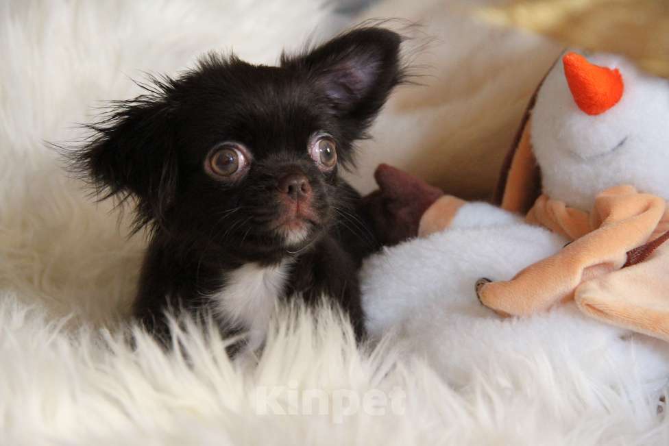 Собаки в Москве: Шоколадный мини мальчик Мальчик, Бесплатно - фото 4