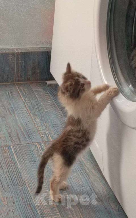 Кошки в Краснодаре: Котенок в добрые руки Девочка, Бесплатно - фото 9