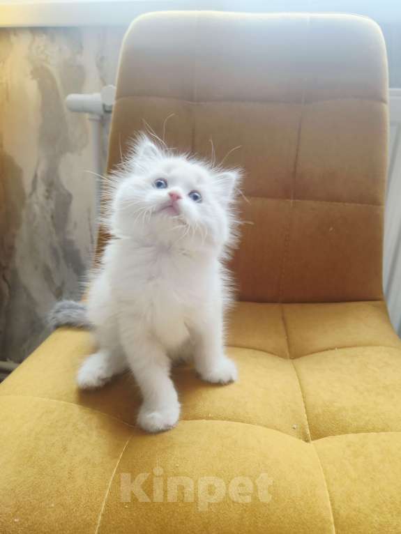 Кошки в Москве: Чуденейший котёнок Рэгдолл Мальчик, 98 000 руб. - фото 1