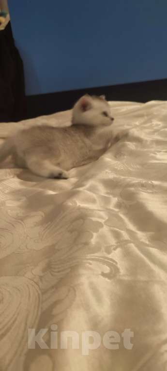 Кошки в других городах Московской области: Серебристая шиншилла скоттиш-страйт мальчик Мальчик, 15 000 руб. - фото 6