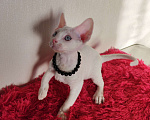Кошки в Горячем Ключе: Котенок Девон Рекс белый мальчик с голубыми глазами Мальчик, 50 000 руб. - фото 2
