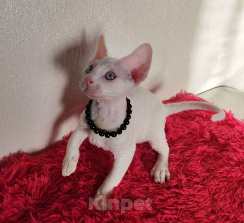 Кошки в Горячем Ключе: Котенок Девон Рекс белый мальчик с голубыми глазами Мальчик, 50 000 руб. - фото 2
