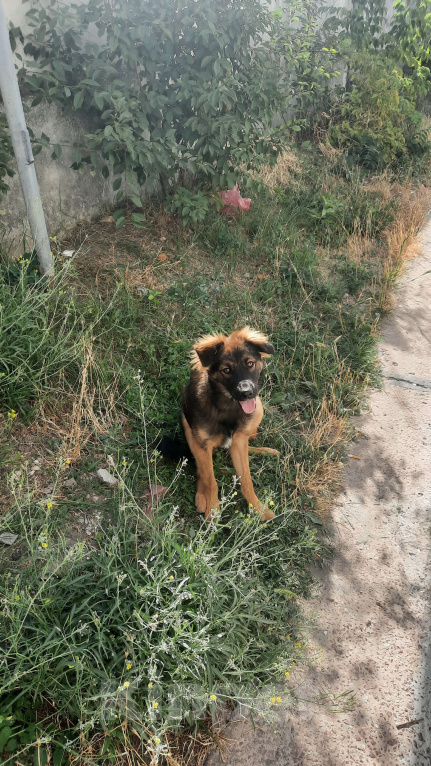 Собаки в Симферополе: Отдам щенка-подростка Мальчик, Бесплатно - фото 1