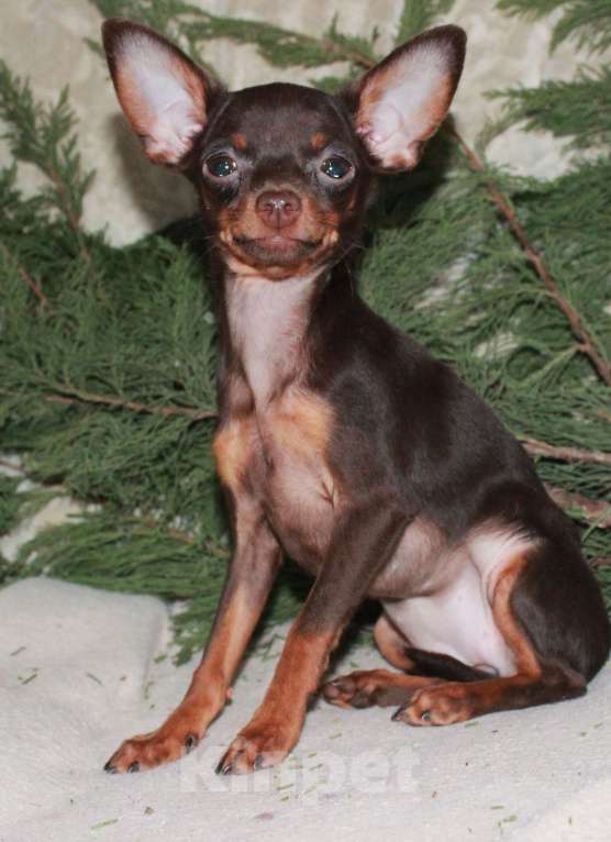 Собаки в Волгограде: Девочка горький шоколад - мини Девочка, 45 000 руб. - фото 3