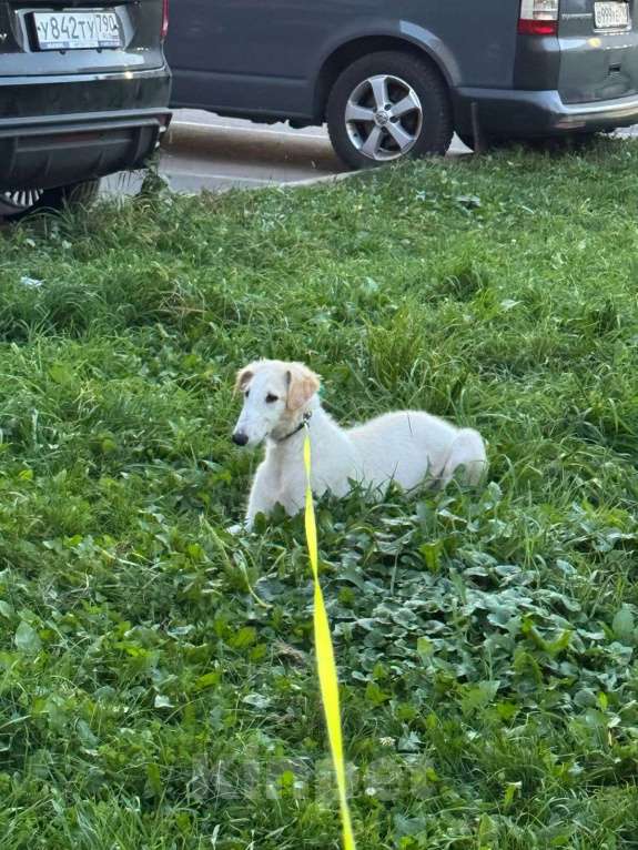 Собаки в Домодедово: Топаз Мальчик, 30 000 руб. - фото 2
