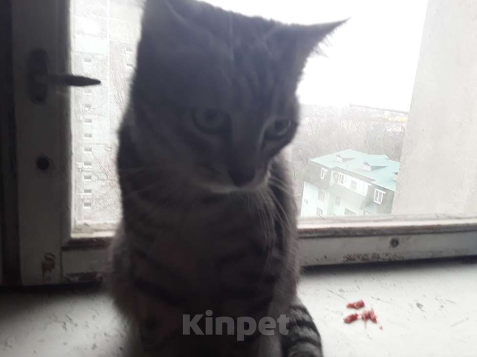 Кошки в Таганроге: Отдам в добрые руки Девочка, Бесплатно - фото 1