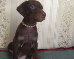 Собаки в Москве: Кобель коричневый  Мальчик, 30 000 руб. - фото 1