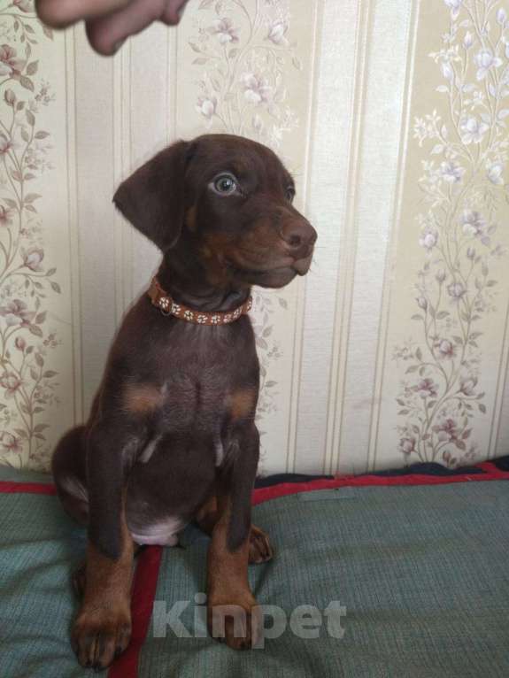 Собаки в Москве: Кобель коричневый  Мальчик, 30 000 руб. - фото 1