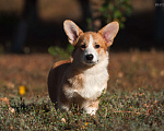 Собаки в Нововоронеже: Щенки вельш-корги пемброк с документами РКФ 5 мес. Мальчик, Бесплатно - фото 4