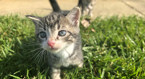 Котёнок