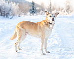 Собаки в Москве: Самый лучший компаньон, добрая, спокойная собачка Бренди в добрые руки Девочка, 10 руб. - фото 4