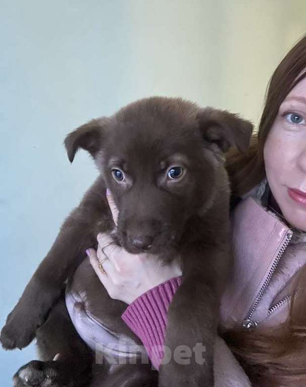 Собаки в Москве: Щенки от маленькой собачки: шоколадный и другие окрасы в дар Мальчик, 1 руб. - фото 10