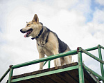 Собаки в Москве: Разноглазый пёс Сэмми ищет дом и самого ответственного хозяина. Мальчик, Бесплатно - фото 7