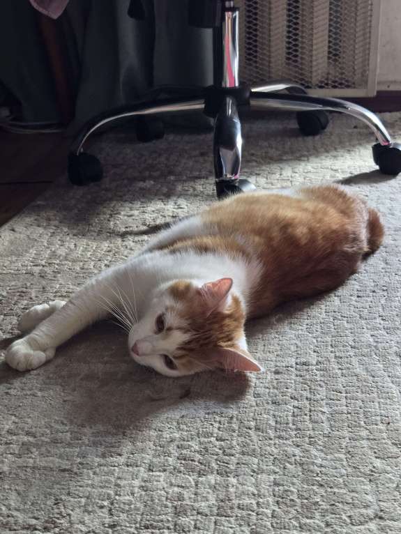 Кошки в Москве: Котик в добрые руки Мальчик, Бесплатно - фото 5