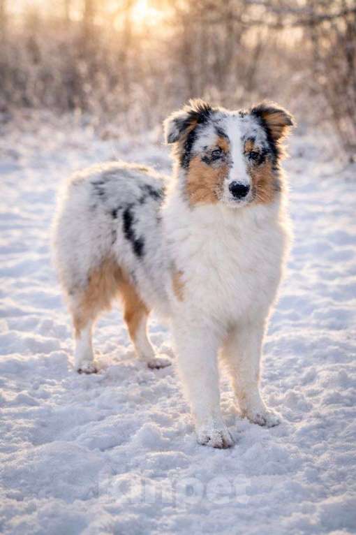 Собаки в Туле: Щенки австралийской овчарки Девочка, 40 000 руб. - фото 4