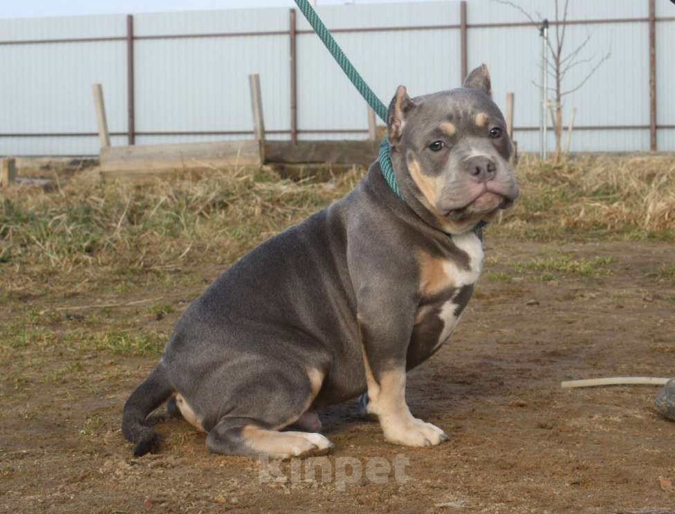 Собаки в Всеволожске: ММ ДОН РАМОН Мальчик, Бесплатно - фото 3