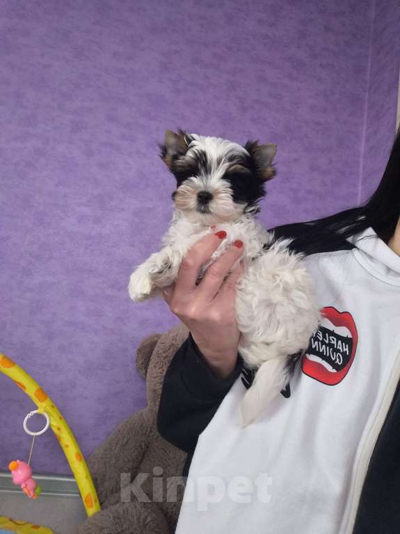 Собаки в Пушкино: Мини мальчик биверенок  Мальчик, 50 000 руб. - фото 3