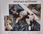 Кошки в Краснодаре: Лакки Девочка, 3 000 руб. - фото 1