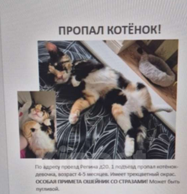 Кошки в Краснодаре: Лакки Девочка, 3 000 руб. - фото 1