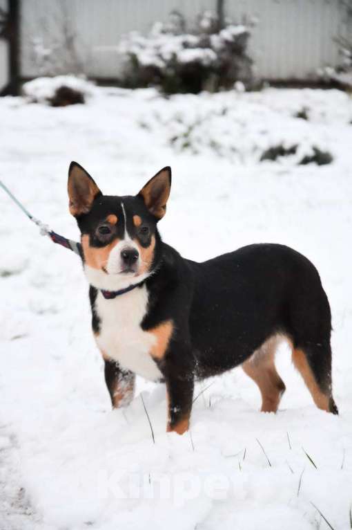 Собаки в Москве: Американский булли в добрые руки Девочка, Бесплатно - фото 3