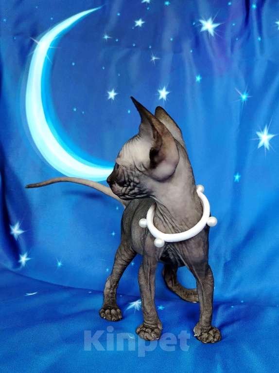 Кошки в Королеве: Черная красавица из питомника Девочка, 60 000 руб. - фото 2